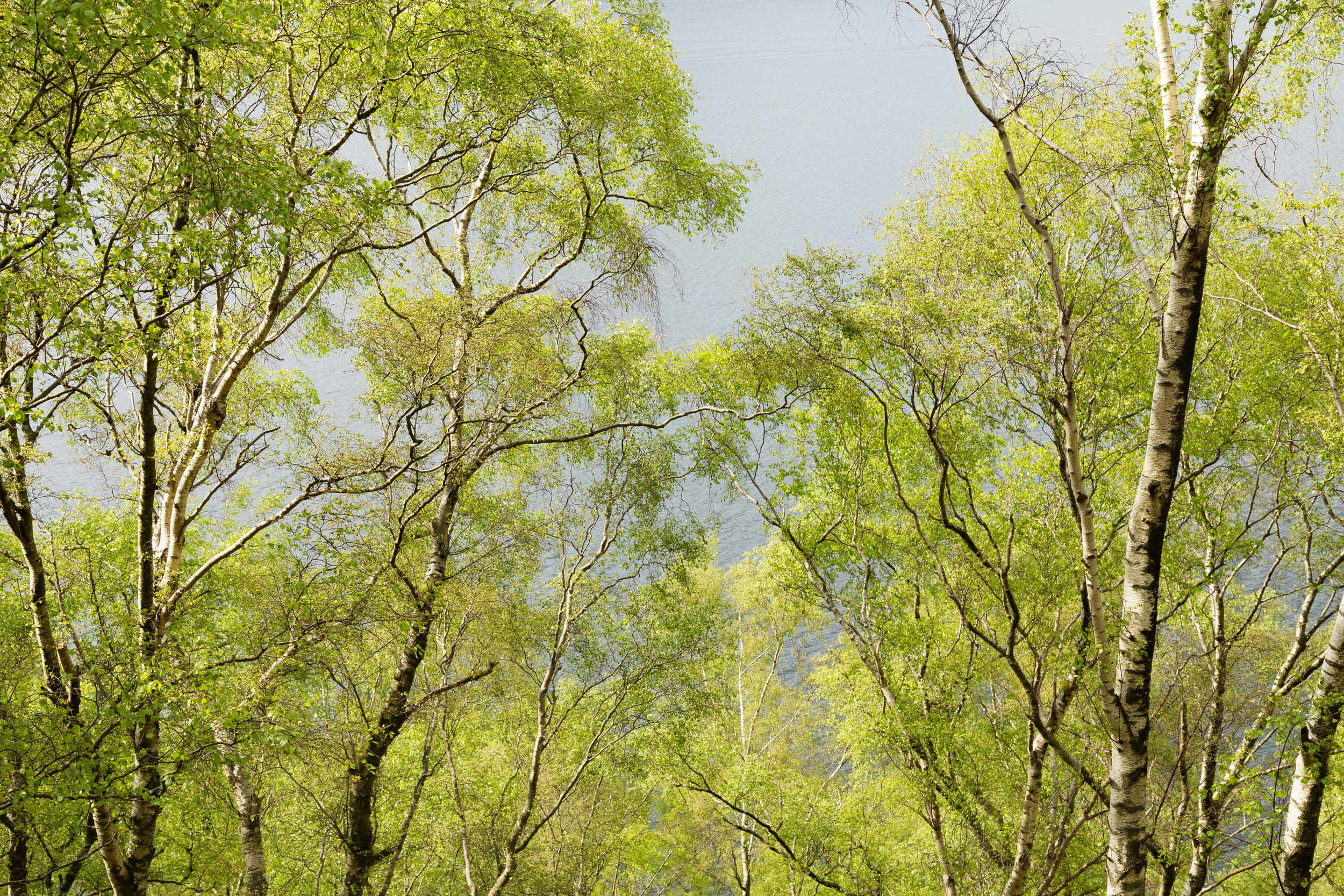 Forest lights