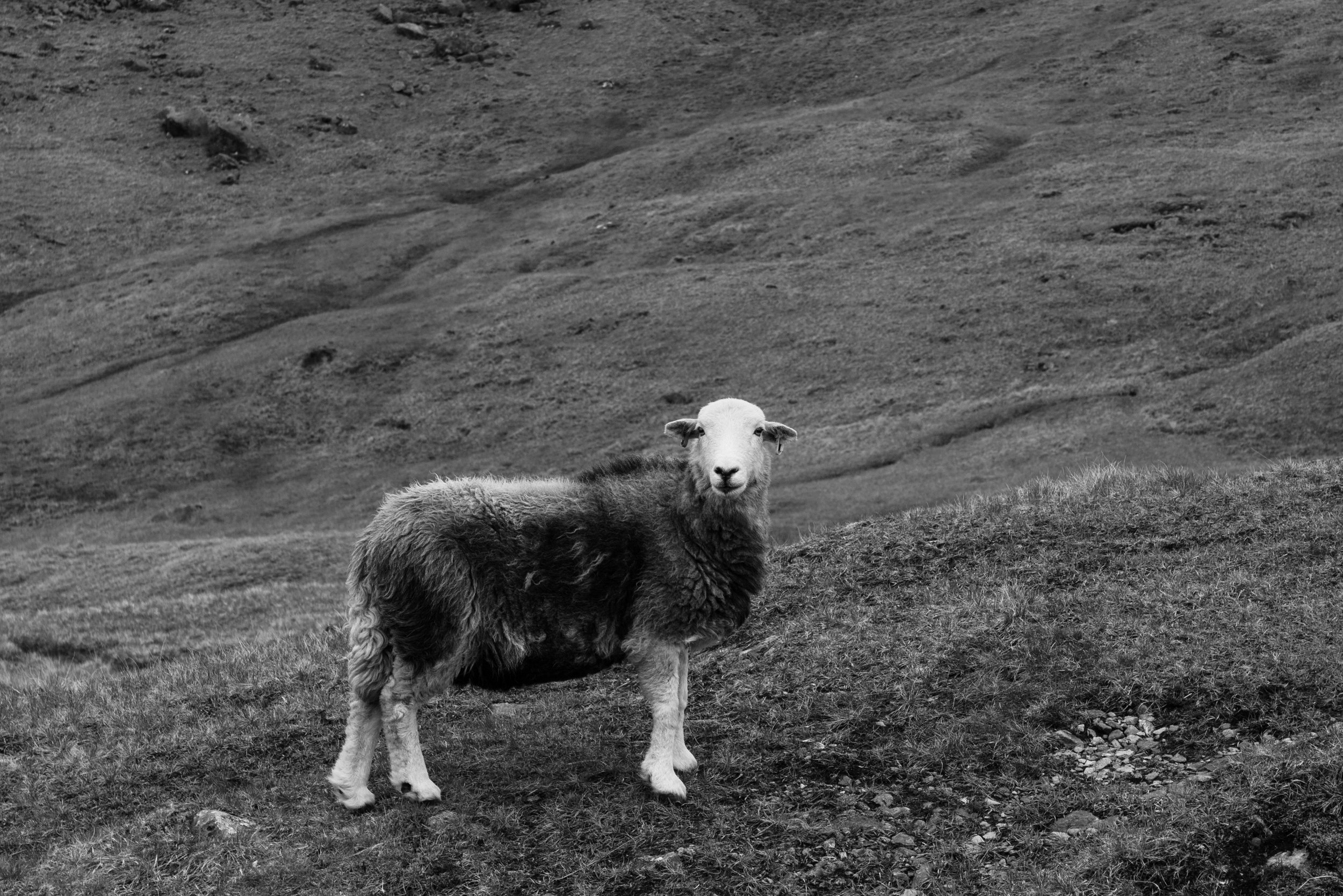 Herwick sheep