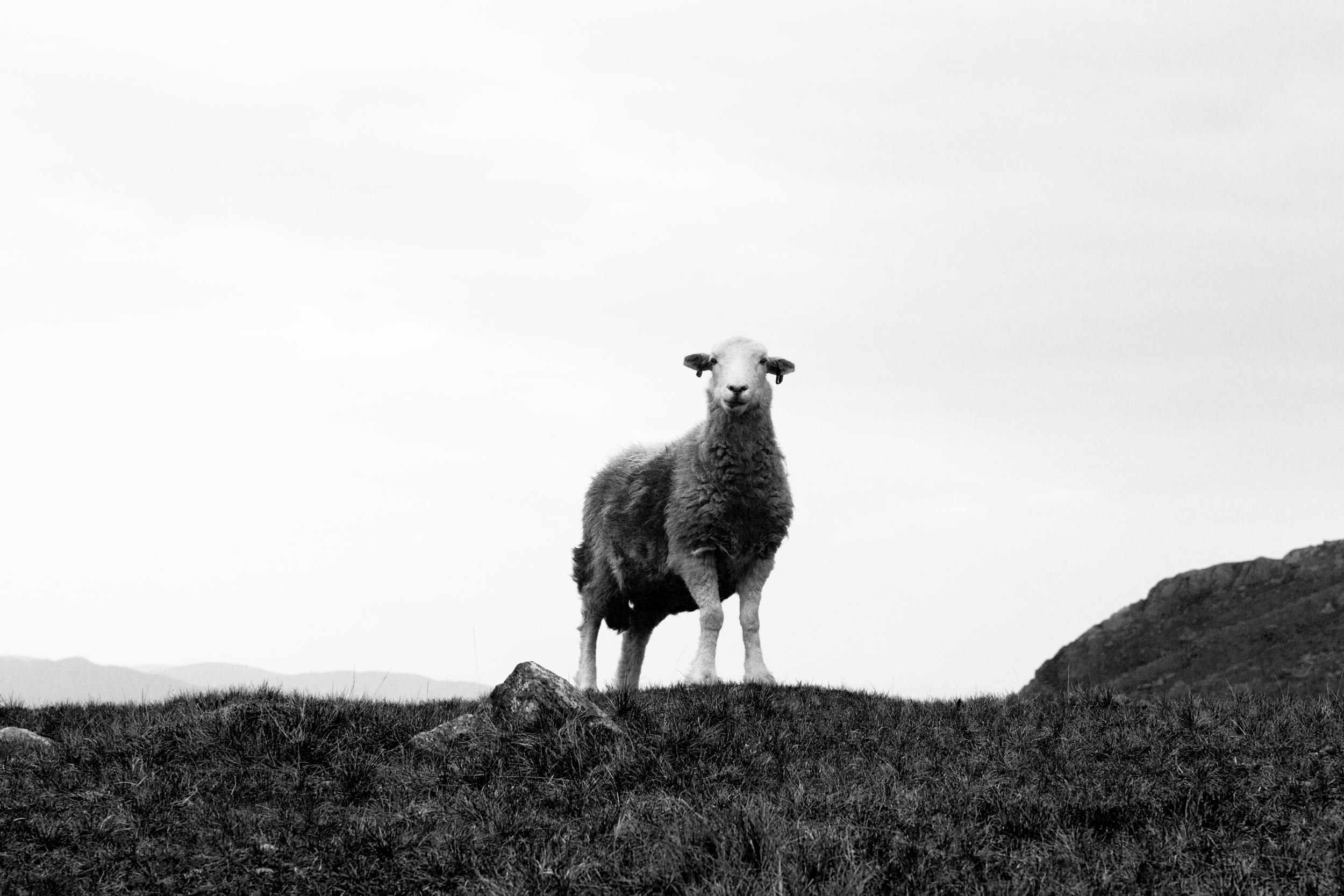 Herwick sheep