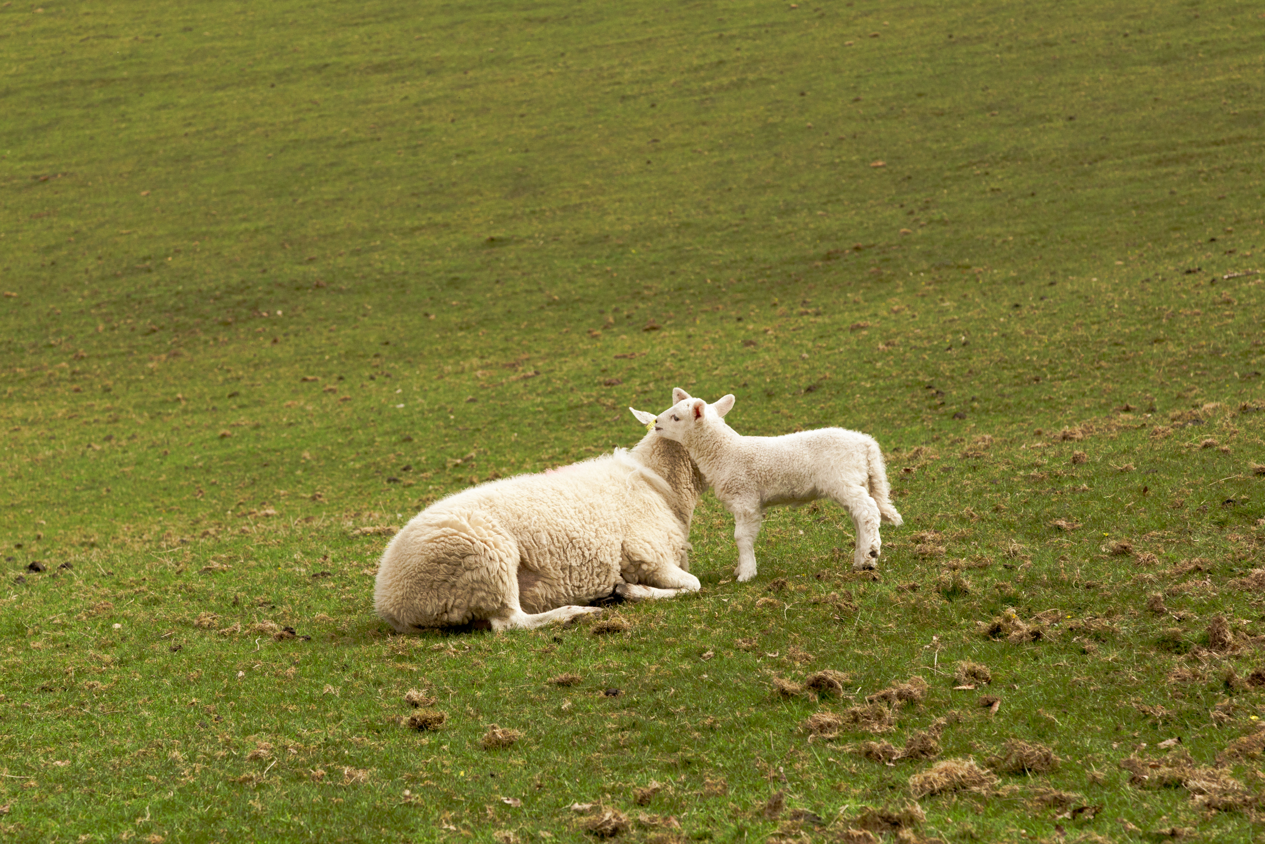 Lambing season