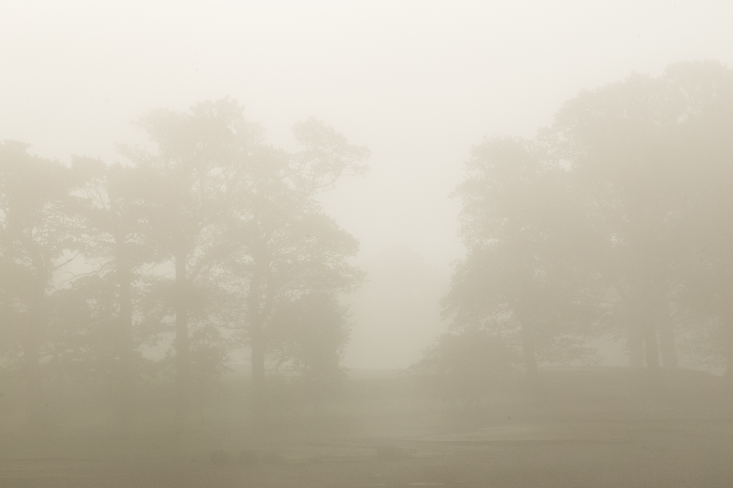 Trees in the mist.