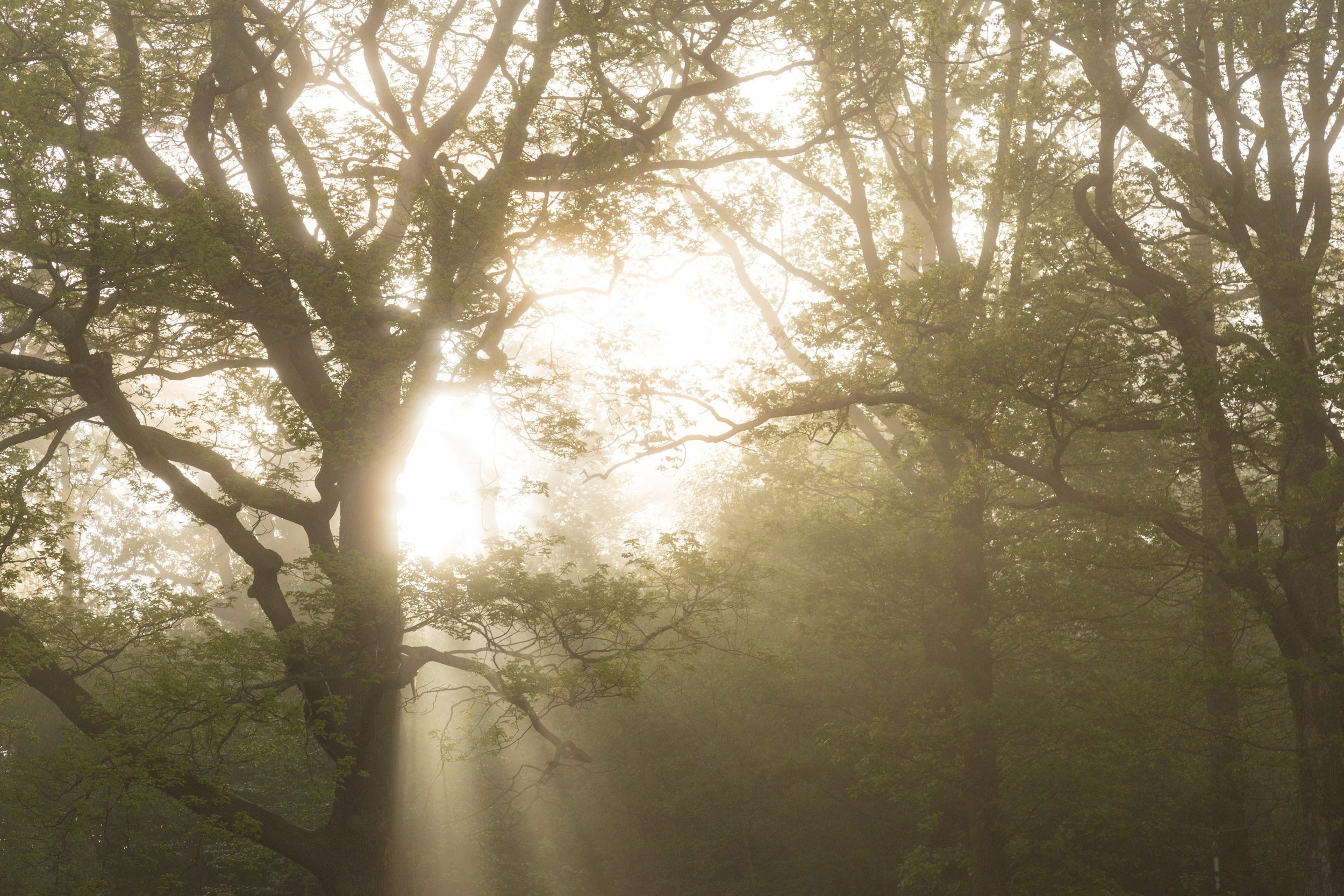 God rays trough the forest.